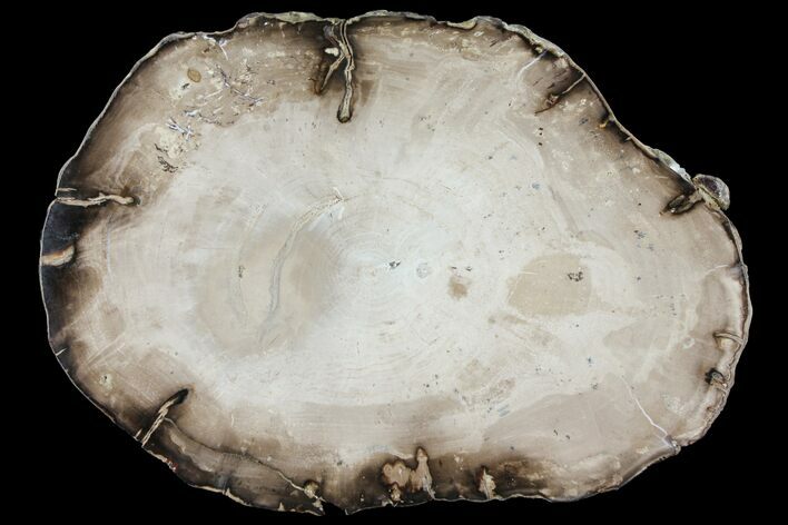 Polished Petrified Wood (Willow) Round - Washington #93889